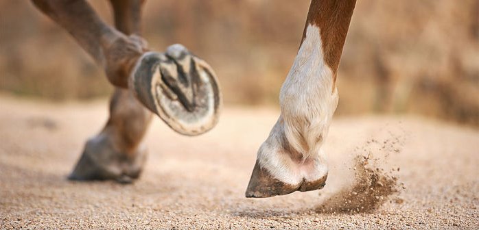 Caballo en la dehesa