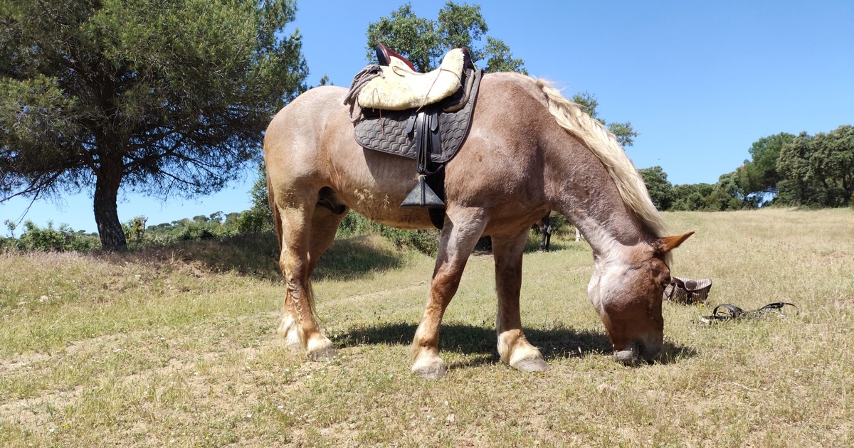 Cuidado de caballos: claves básicas para mantener sano y feliz a tu caballo