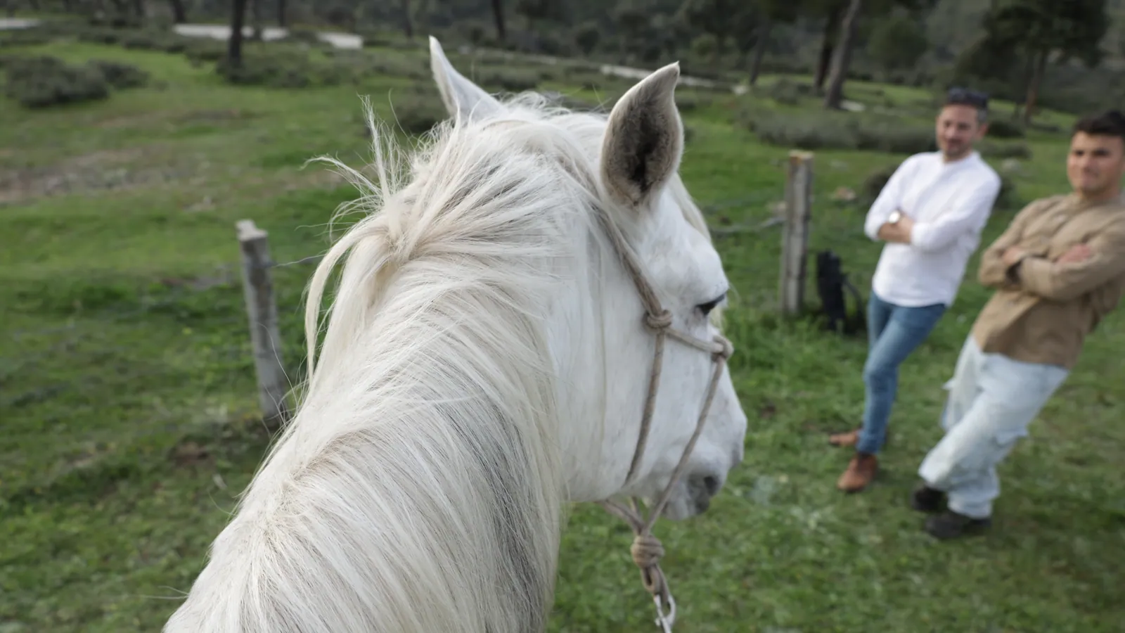 Paisaje de la Sierra Oeste visto desde un caballo blanco en Finca El Sarao